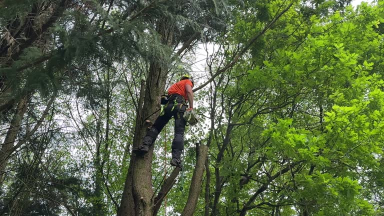 Best Hazardous Tree Removal  in Trucksville, PA